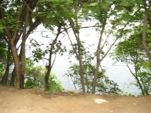rainforest